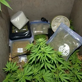 maconha escondida em mudança