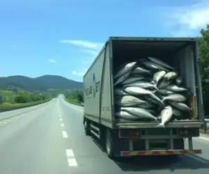 Carreta com peixe tomba na Rodovia Fernão Dias