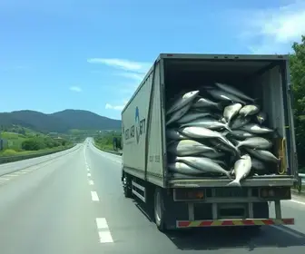 Carreta com peixe tomba na Rodovia Fernão Dias